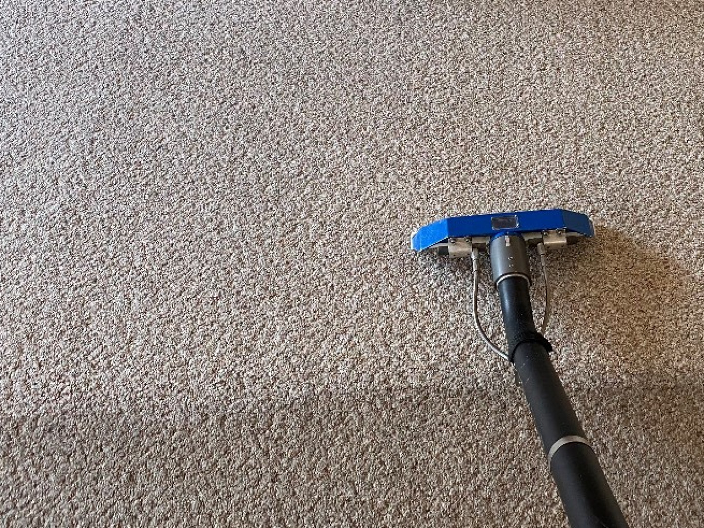 Carpet Cleaning Service Pet Stain Carpet Cleaning Feasterville, PA Royal Touch Cleaning LLC